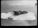 Image of Two walrus on ice floe, with ropes